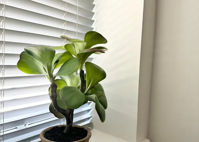 The Wilsons Courtyard, 2 - Bed, Sleeps 4, Pets Welcome